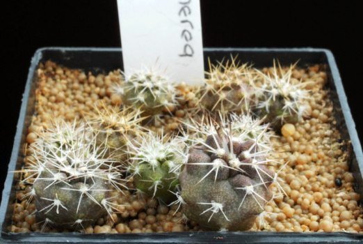 Copiapoa_cinerea_v_albispina